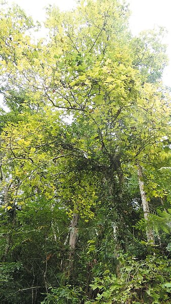 玉山山風登山口一帶海拔只有300公尺,只能見楓黃。 記者謝龍田/攝影