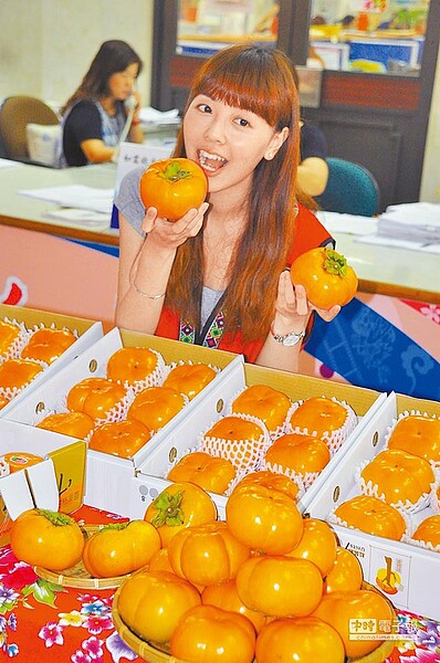 尖石鄉的出產的甜柿果粒碩大,平均甜度達12度,現正是採收盛季,民眾也可以到尖石鄉體驗採果樂趣。(呂紹鋒翻攝)