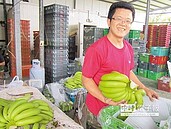 果農搶蕉金　轉植潮蠢動