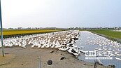 租田養鴨　禽流感防疫大漏洞