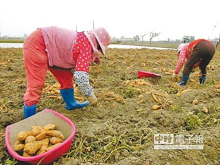盛況不再水林鄉番薯產量佔全國5分之1,今年因颱風來襲產量銳減,價格創10年新高。圖為往年番薯盛產、農民忙採收。(資料照片/張朝欣攝)