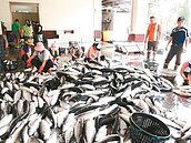 九降風吹拂　風乾高品質「烏金」