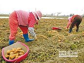 番薯價飆2倍　夯番薯暫停
