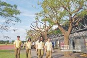 羅東高中茄苳　全國最美校樹