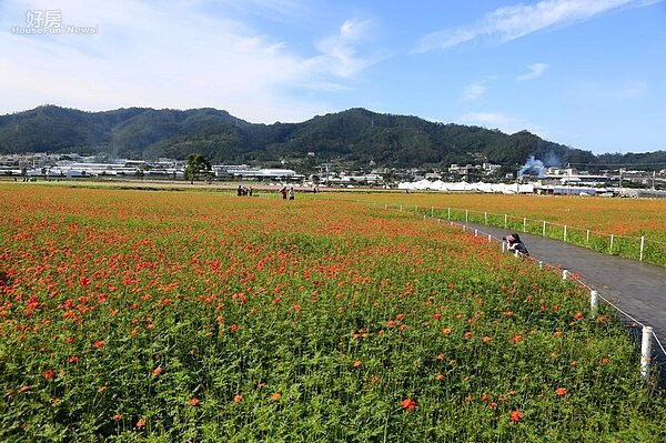 新社花海節即將登場。（翻攝自台中市長林佳龍官方臉書）