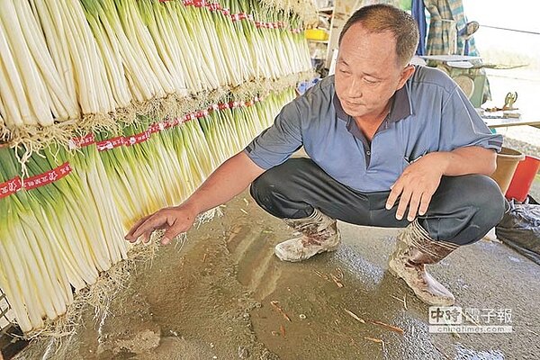 三星蔥農林東海仰望天感嘆,近一周連續豪大雨,甚至還從早下到晚。(王亭云)