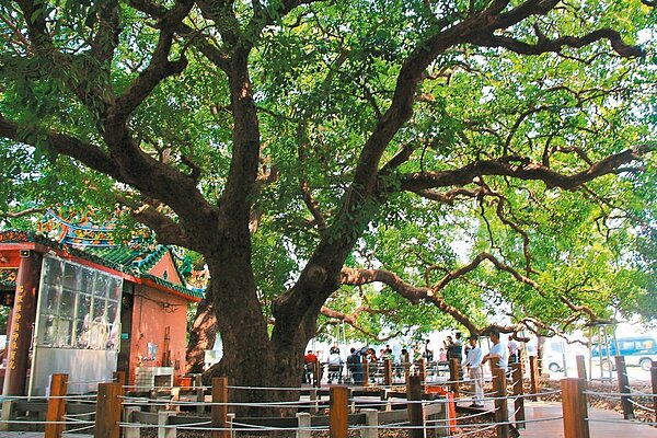 就是這株樹齡上千的老茄苳樹,「身價」高達二億五千萬元,因為建商為它換地建屋,台中市府也決定為它拆除附近的活動中心,給老樹健康的生長空間。 記者蘇木春/攝影