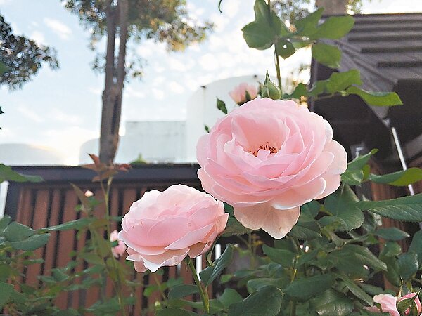 玫瑰園今年主推「傳家寶」。 記者張世杰/攝影