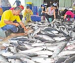 金門烏魚卵採收　魚殼搶手