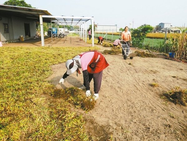 昨天一早，湖埔社大志工就到東螺溪畔種植草皮，希望會勘時呈現最好一面。 （記者凌筠婷／攝影）