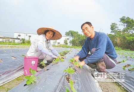 
王汝森（右）打造三峽北大特區「草莓農場」，預計12月中旬採收，也宣告草莓季起跑。（謝幸恩攝）
 