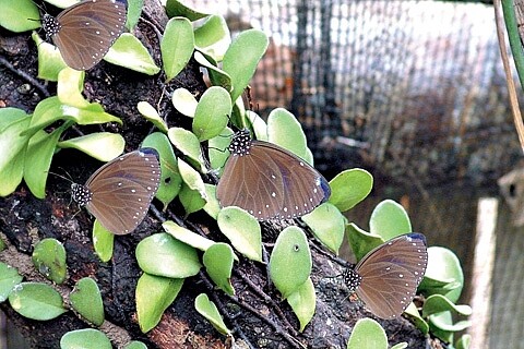 2015-2016茂林紫蝶幽谷雙年賞蝶系列活動7日開跑，茂林國家風景區兼代處長簡慶發表示，在長達4個多月期間，除賞蝶外今年首度將多納豐年祭、魯凱護蝶綠市集、紫蝶戀花語單車逍遙遊納入系列活動，歡迎遊客到茂林區暢遊。（圖／翻攝自茂林國家風景區網頁）