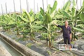 蕉苗長大了　平價香蕉再等半年