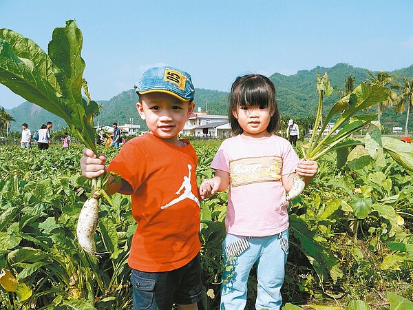 高雄美濃白玉蘿蔔田昨開放民眾採蘿蔔,小朋友興奮下田體驗,拿著費力氣才拔起的蘿蔔,高舉展示成果。 記者徐白櫻/攝影