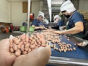 美國花生零關稅叩關　張麗善：噩耗、形同滅農