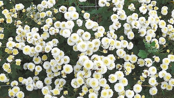 嬌嫩花毯 後天迎賓
苗栗縣銅鑼鄉杭菊芋頭節後天至周日在九湖台地登場,盛開的杭菊有如美麗的花地毯。 記者范榮達/攝影