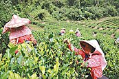 茶王打造心形茶園　老外都來拍