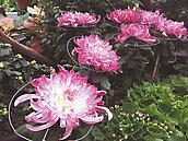 大立菊創新高　開出2430朵花