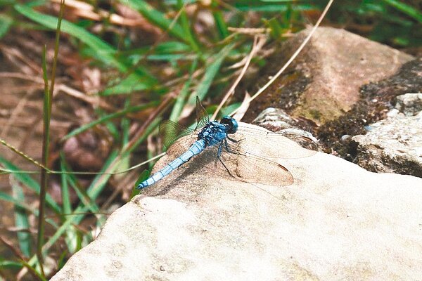 夢湖位於新北市汐止新山山麓，這裡有湖光山色的美景，湖面平靜無波，波光粼粼，是假日紓壓療癒的好去處。 記者甘育瑋／攝影