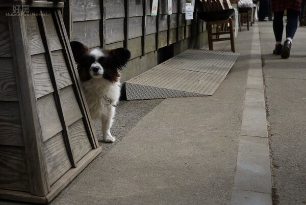 在日本觀光區店家放養的狗。（好房網News記者賈蓉／攝影）