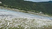 花蓮河邊這場雪　能防沙塵暴