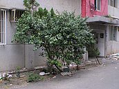 眷村社區營造　重現老眷村位置圖