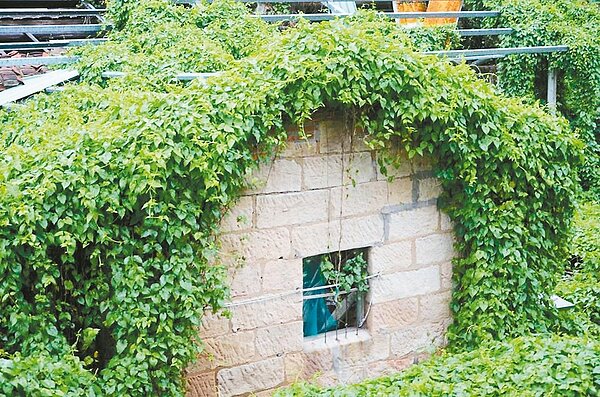 唭哩岸聚落的石頭屋多半拆除,現只能看著照片追憶。 圖/唭哩岸文化工作室提供