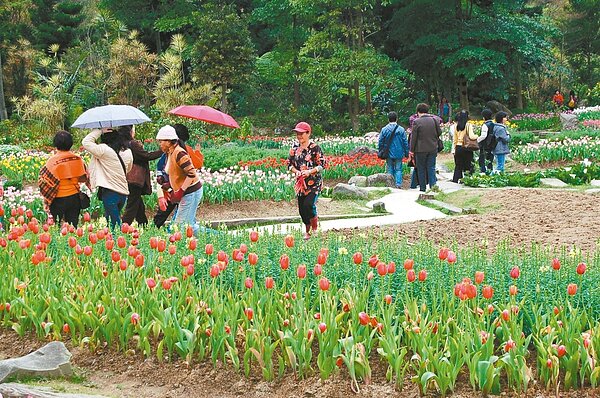 復興區羅馬公路的桃源仙谷,鬱金香開得滿山遍野,吸引遊客駐足。 圖/本報資料照片