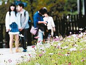 貓空踏青　賞波斯菊