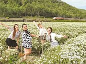 杭菊織花毯　遊銅鑼正當時