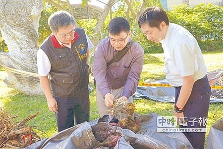 
花蓮縣府農業處副處長張仁智（左）、林業試驗所博士傅春旭（中）和中華科技大學樹木病蟲害診斷中心主任胡寶元一同視察褐根病情。（阮迺閎攝）
 