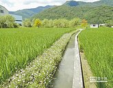野花鋪成毯　荒地變綠園