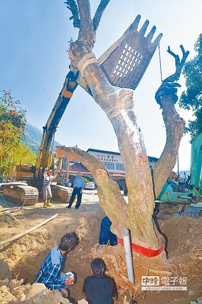 
歷經7天半的辛苦搬遷，80歲的梅婆終於在昨天正午於梅子夢工廠立足重生。（沈揮勝攝）
 