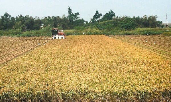 二期稻作濕穀每百台斤1150元創10年來新高，連帶米價蠢蠢欲動。 記者吳政修／攝影