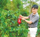 古坑咖啡減產4成　農民喊苦