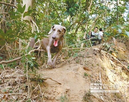 
救難「林志玲」→協助尋找阿嬤的民間搜救犬「林志玲」重回尋獲地點。（范揚光攝）
 