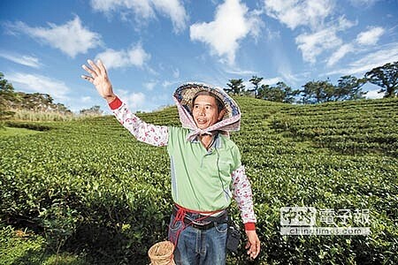 
為了維持環境有機，綠光農園園主陳陸合不惜以較高價格承租茶園，守護翡翠水庫集水區，在他的茶園種植了許多植物，吸引了不少昆蟲和鳥類造訪。（杜宜諳攝）
 