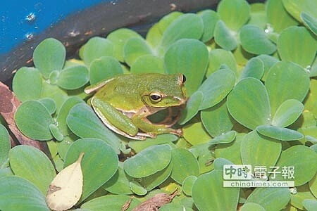陳陸合特別買了許多藍色的桶子放在園區,讓翡翠樹蛙在裡面產卵,但翡翠樹蛙屬於夜行性動物,白天不輕易現身,夠幸運的話就可以看見牠可愛的身影。(杜宜諳攝)