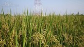 減空汙　嘉市農地響應不燒稻草