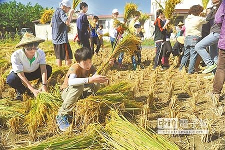 親近農地 南投埔里鎮籃城公田開放收割,多位家長帶著小孩前來體驗農事。(廖肇祥攝)