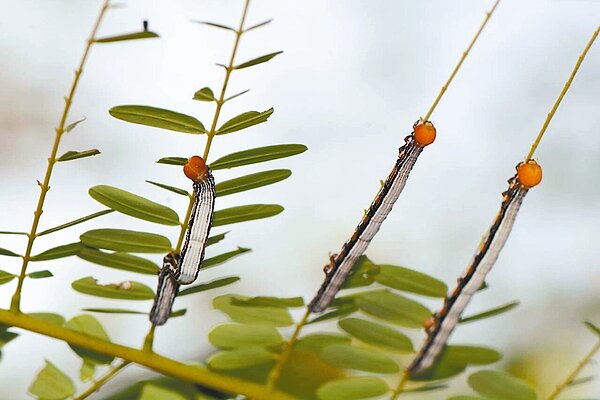 高雄壽山最近發生「蟲蟲危機」,數以萬隻的「鳳凰木夜蛾」(見圖)啃食鳳凰木樹葉,導致樹葉被啃食殆盡,成了光禿禿一片枯樹,蔚為奇觀。原來夜蛾有特殊習性,每當鳳凰木枝葉茂密時,夜蛾也趁有樹葉可吃大發生(大量繁殖),一年最多可繁殖近九代,數量相當驚人。 圖/陳維鈞