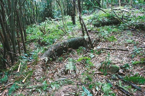 蘭陽博物館及學者李瑞宗,在當地耆老帶領下,在宜蘭縣頭城福德坑溪上游山區發現早期藍染遺跡「菁礐」,是目前學者發現遺跡中最大座的。 圖/蘭陽博物館提供