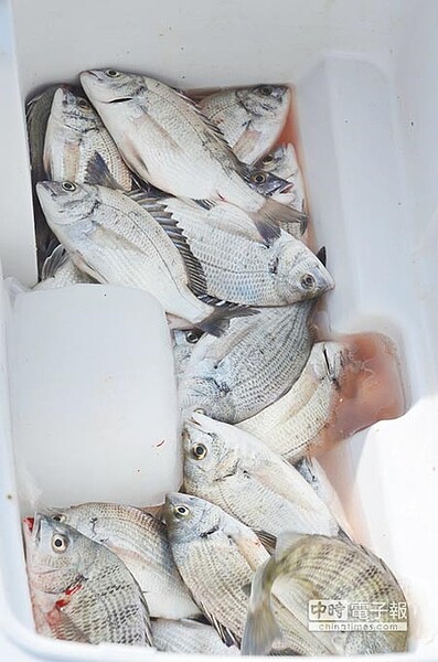 放生變放死A宗教團體日前放生黑鯛後,嘉義布袋第3漁港釣客驟增,這幾天至少有2、30名釣客到港邊垂釣(右圖),而且人人有獎,冰桶幾乎全是黑鯛(上圖)。(呂妍庭攝)