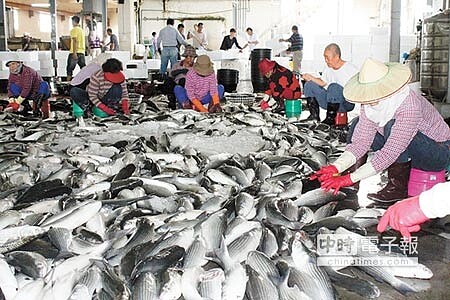 
台南沿海漁民開始捕撈養殖烏魚取卵，但今年受到暖冬影響，結卵率不佳，魚腹一剖開竟然是空包彈。（莊曜聰攝）
 