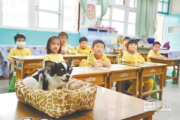 文聖國小伴讀犬「小愛」10月底起陪伴學生一同上學。（新北市動保處提供）