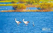 鰲鼓鳥況熱鬧　黑面琵鷺150隻