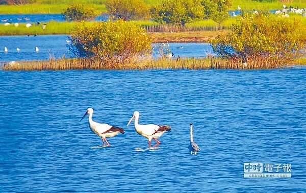 鰲鼓溼地日前來了2隻稀有冬候鳥東方白鸛，已取代黑面琵鷺，成為鰲鼓今年的大明星。（鰲鼓溼地生態旅遊解說服務團隊提供）
