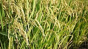 聖嬰效應　米價半年強彈29%