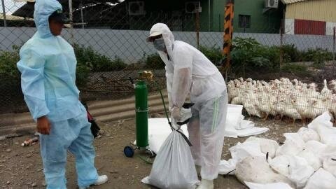 屏東縣又傳新型禽流感，相關人員忙著撲殺萬隻雞鴨。（取自聯合影音）