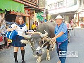 文林伯牛車載客　尋覓農村回憶